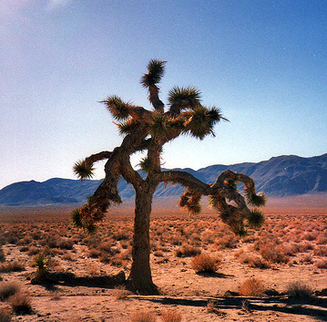 A Joshua Tree (Photo credit: Wikimedia Commons)