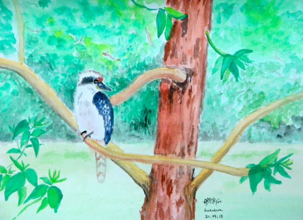 Kookaburra in the old Gum tree in Australia (笑翠鸟 古老橡胶树 澳大利亚), 2013